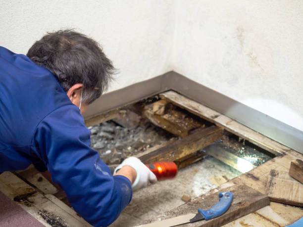 Why You Should Choose Our Mold Remediation Services in Bruce, MS